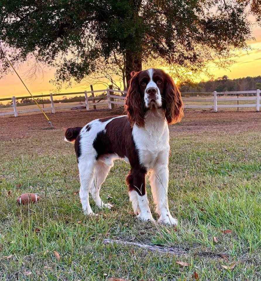 Duchess
