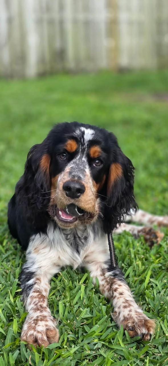 English Springer Spaniel