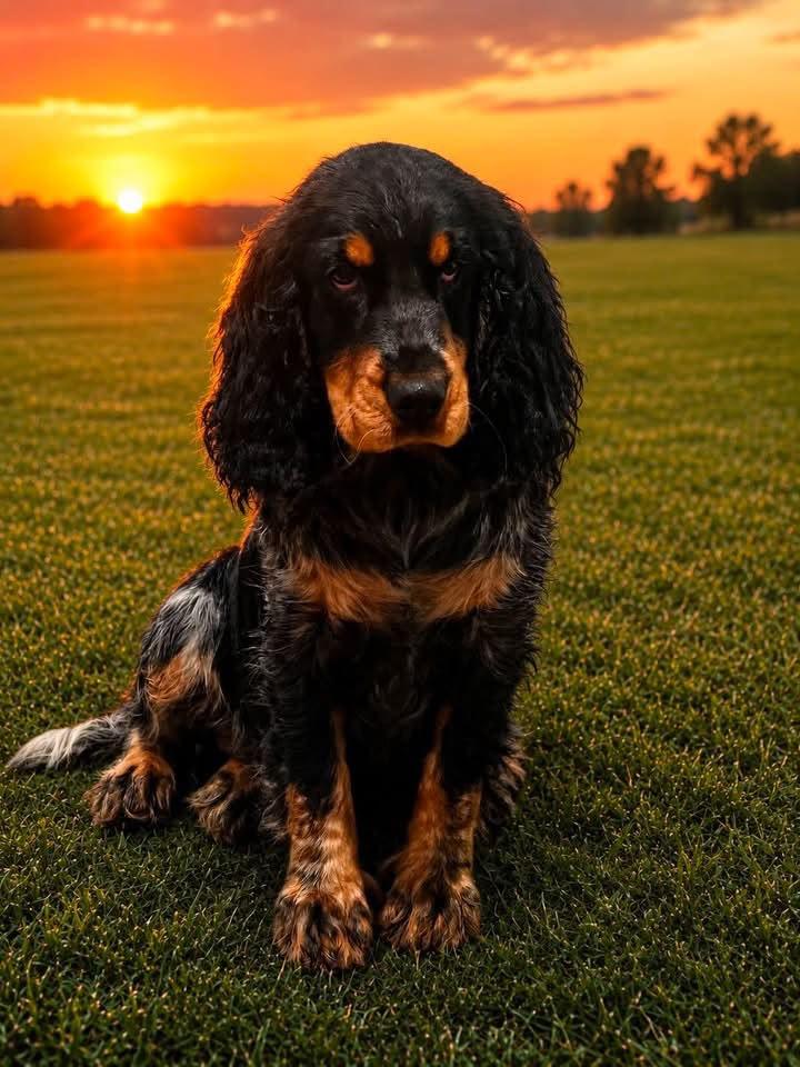 A majestic English Springer Spaniel